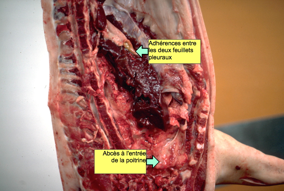 Photo séreuses porc