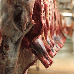 Responsables d’abattoirs