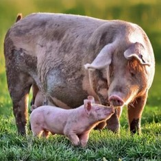 Associations de protection animale